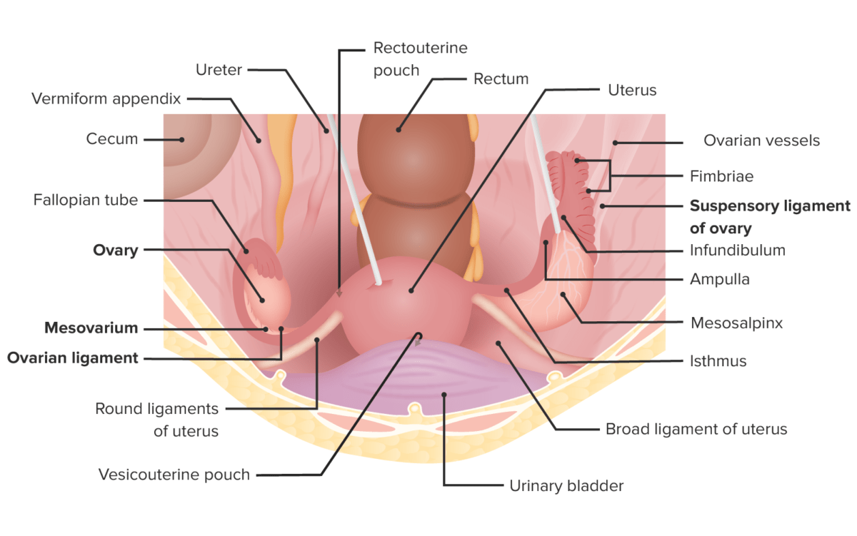 Location of the uterus and fallopian tubes