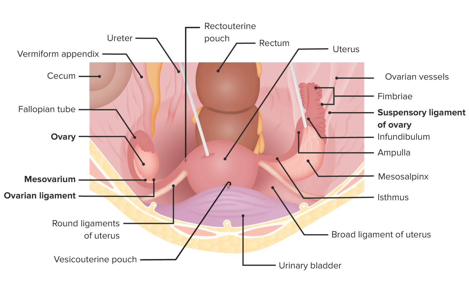 endometrium hipertónia lehet-e törölni az 1 fokú magas vérnyomás diagnózisát
