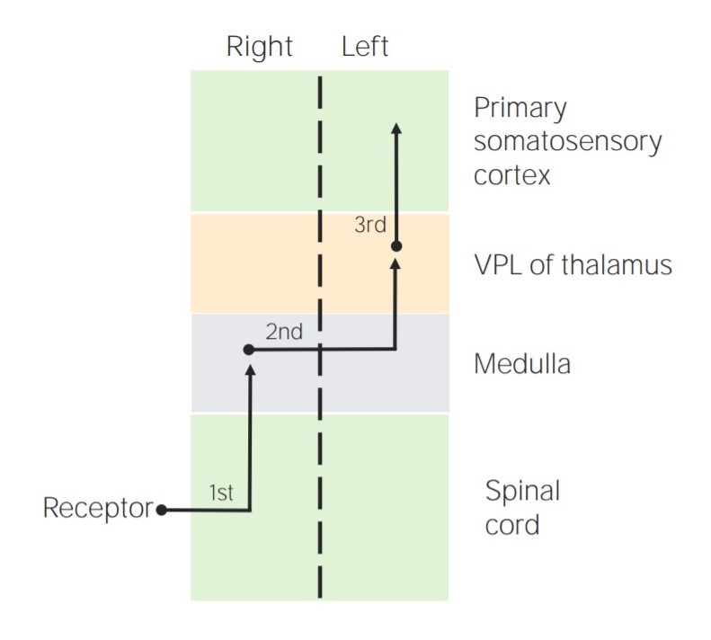 Localização dos neurônios sensoriais de 1ª, 2ª e 3ª ordem nas colunas dorsais