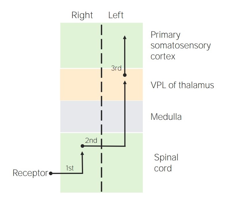 Localização dos neurônios sensoriais de 1ª, 2ª e 3ª ordem nos tratos espinotalâmicos