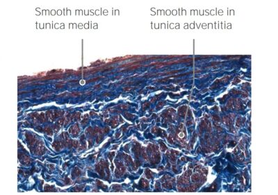 Longitudinal smooth muscles of vena cava