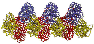 Loop-sheet polymer of AAT molecules