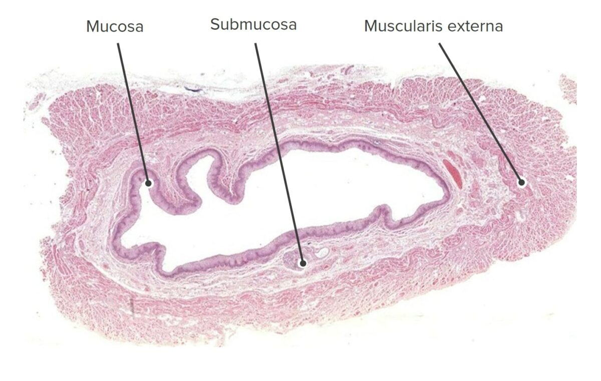 Low magnification cross-sectional image of the esophagus (h&e stain)