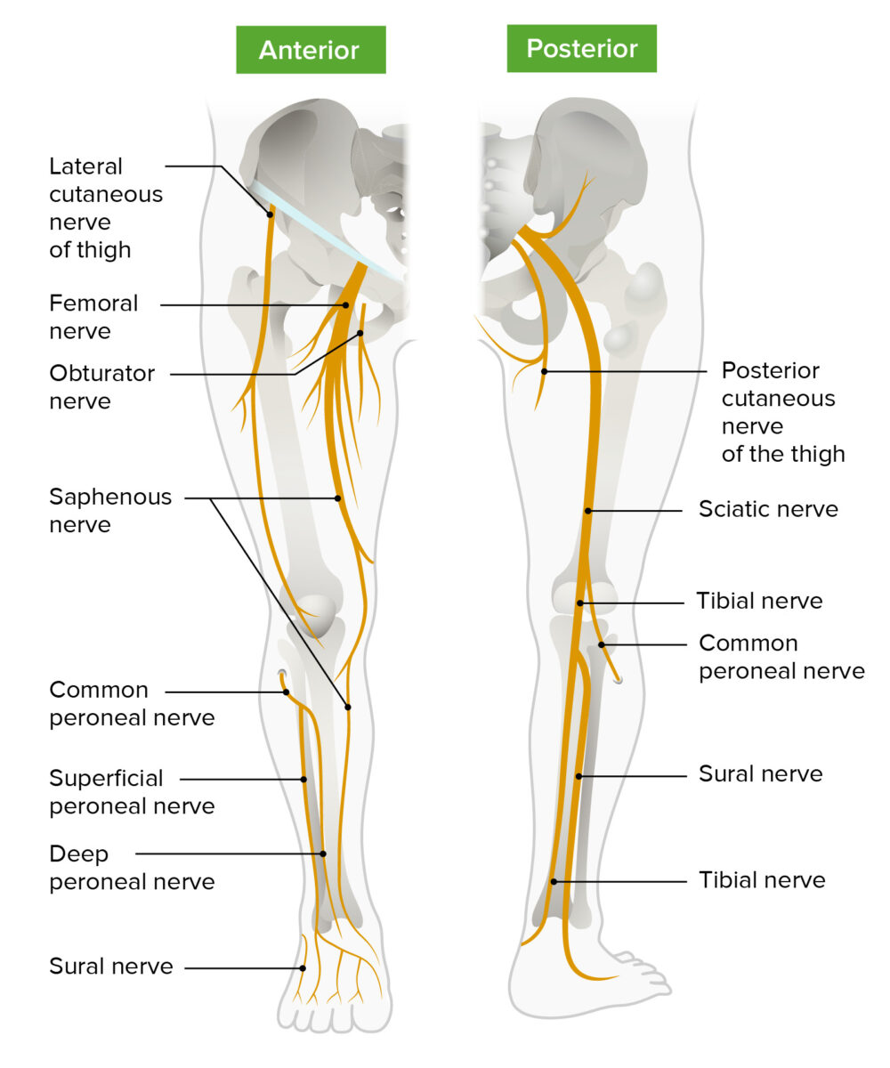 Lower limb nerves