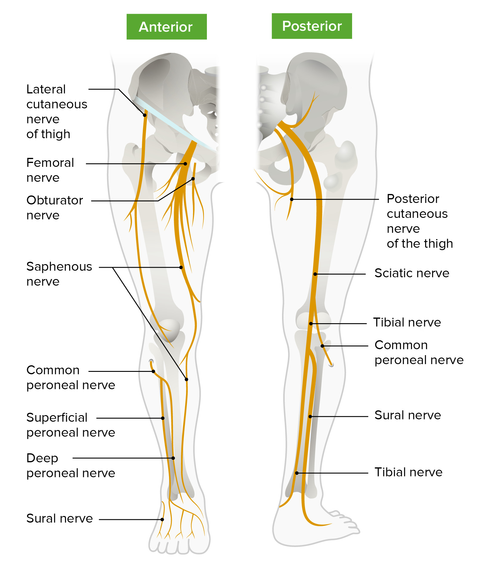 What is the anatomy of the lower leg?