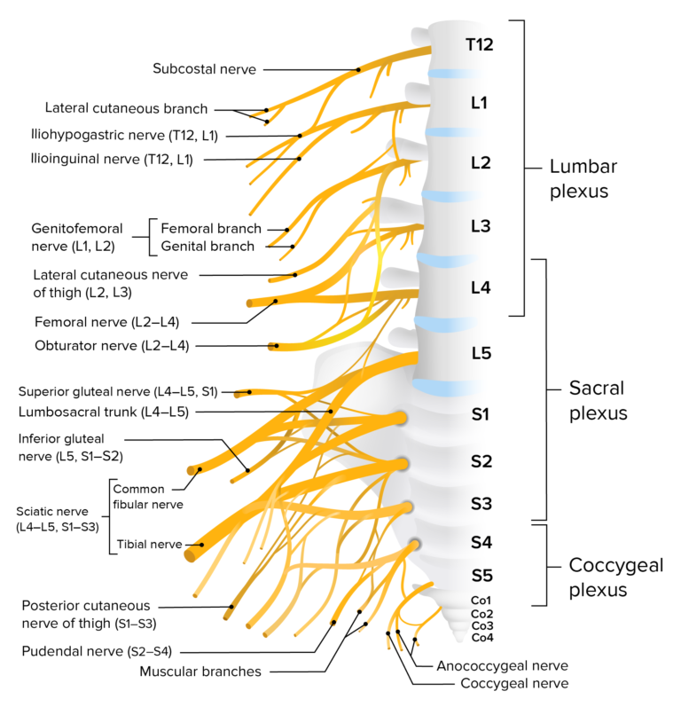 Thigh: Anatomy | Concise Medical Knowledge