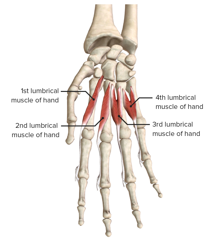 Lumbricals muscles