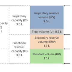 Lung volumes and capacities