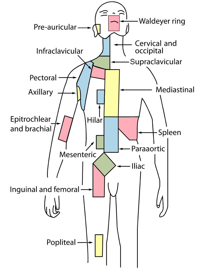 Drenaje Linfático Cuerpo Completo