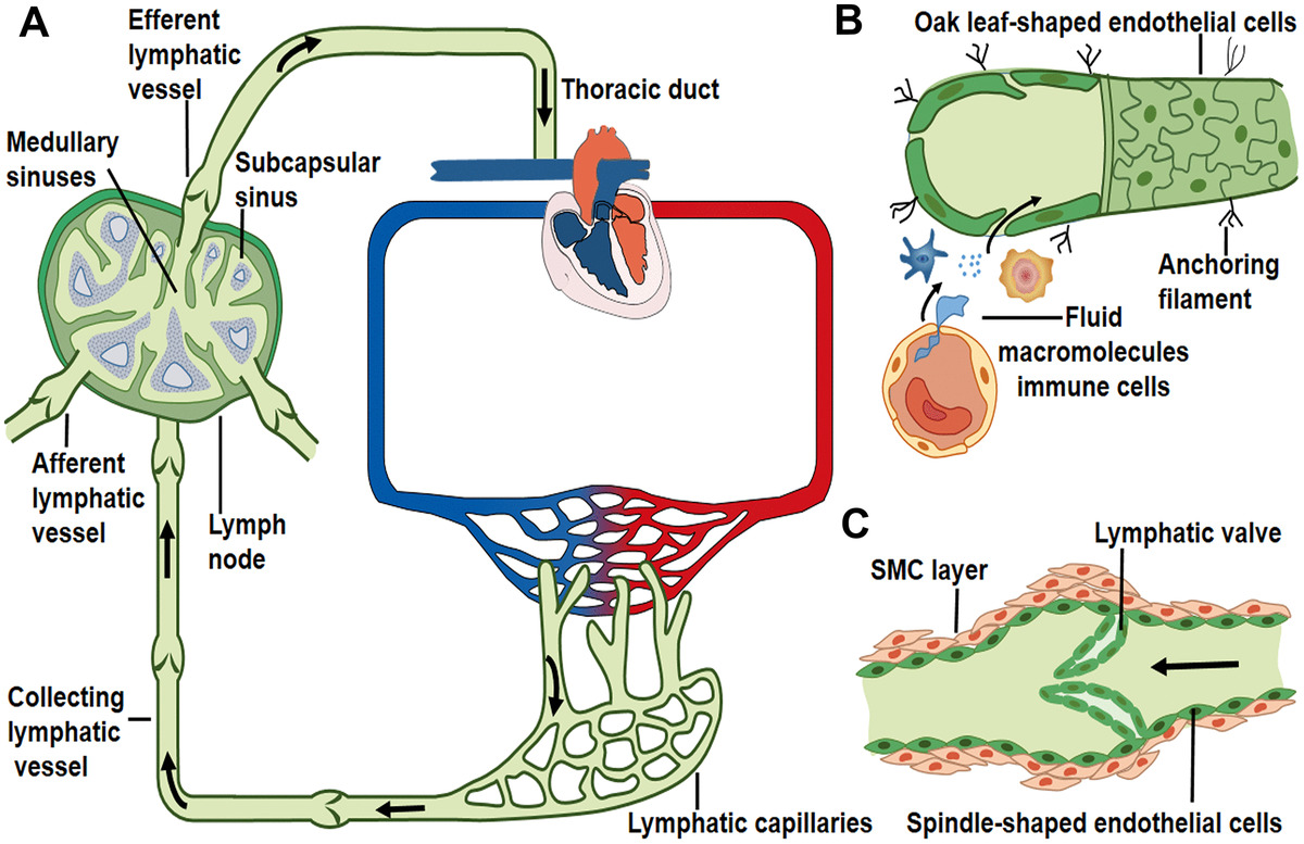 Anatomy Of Lymph Vessels Lymph Fluid Travels To The FZPY