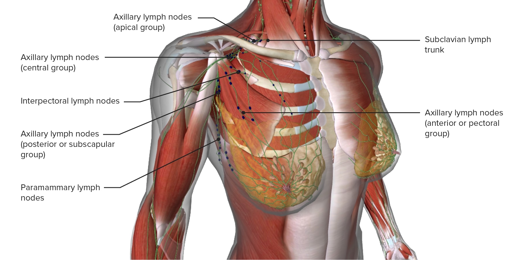 https://cdn.lecturio.com/assets/Lymphatic-drainage-of-the-breast.jpg