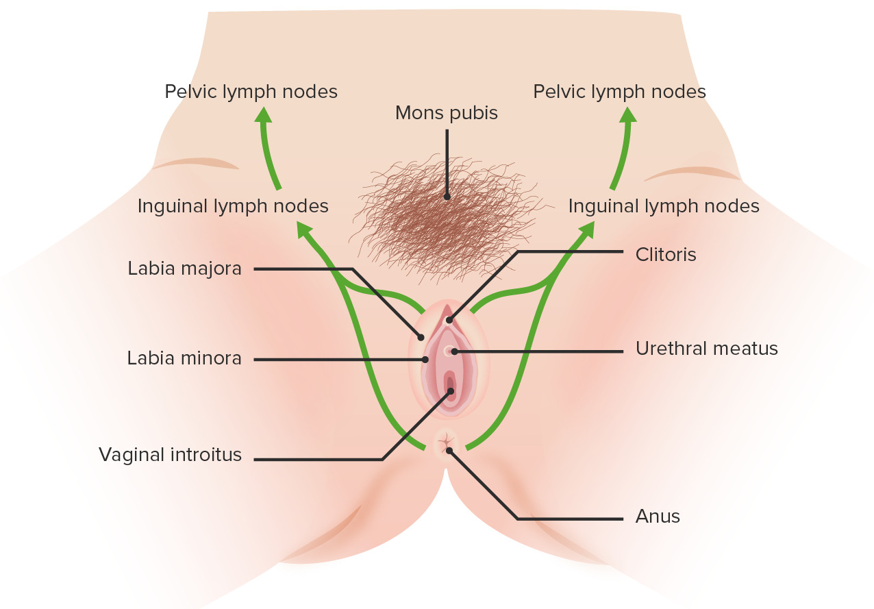 La Vulva - Ciencia Explicada
