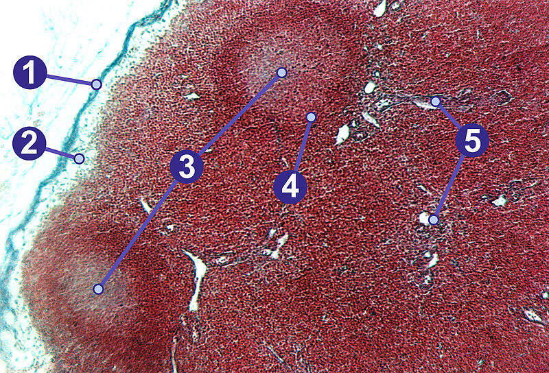 Lymphknoten schwein