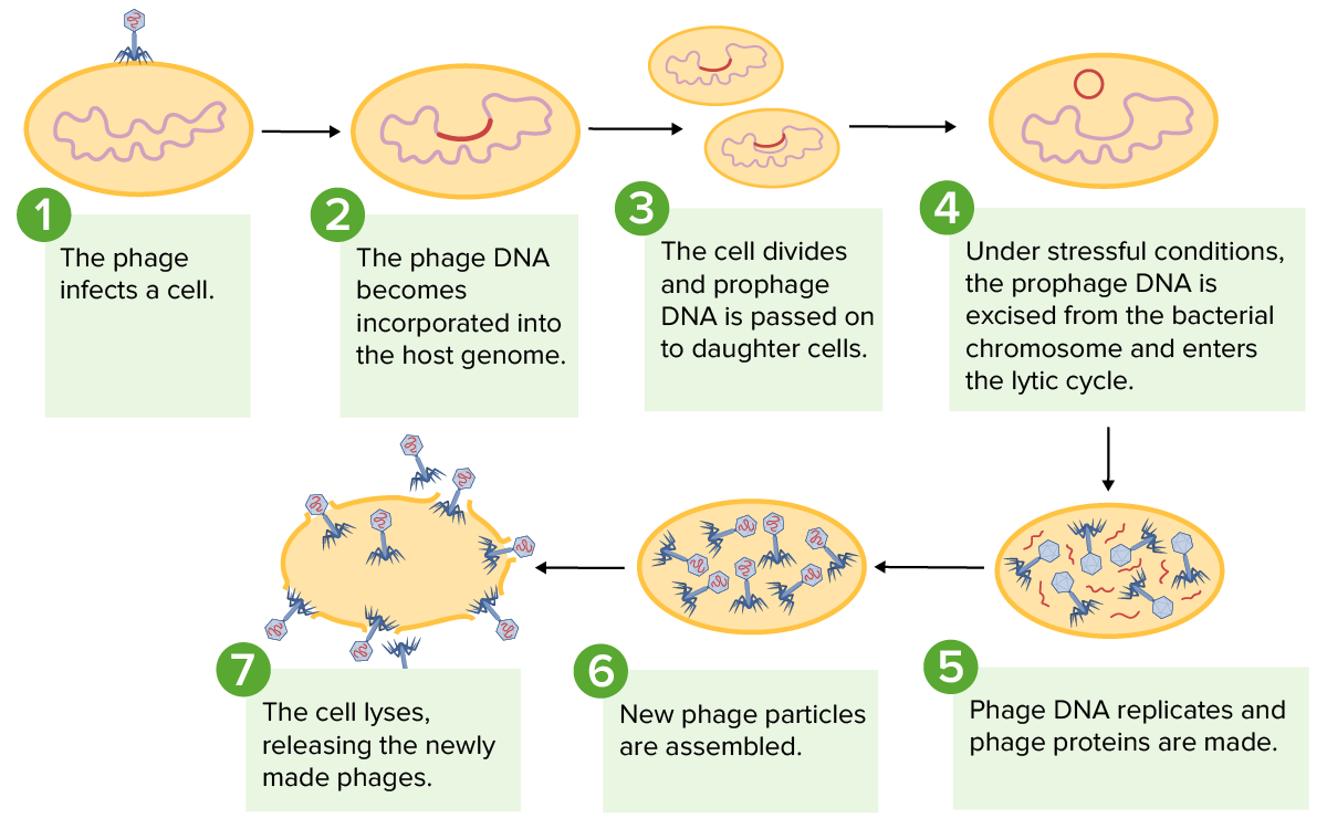 Lysogenic cycle of bacteriophages