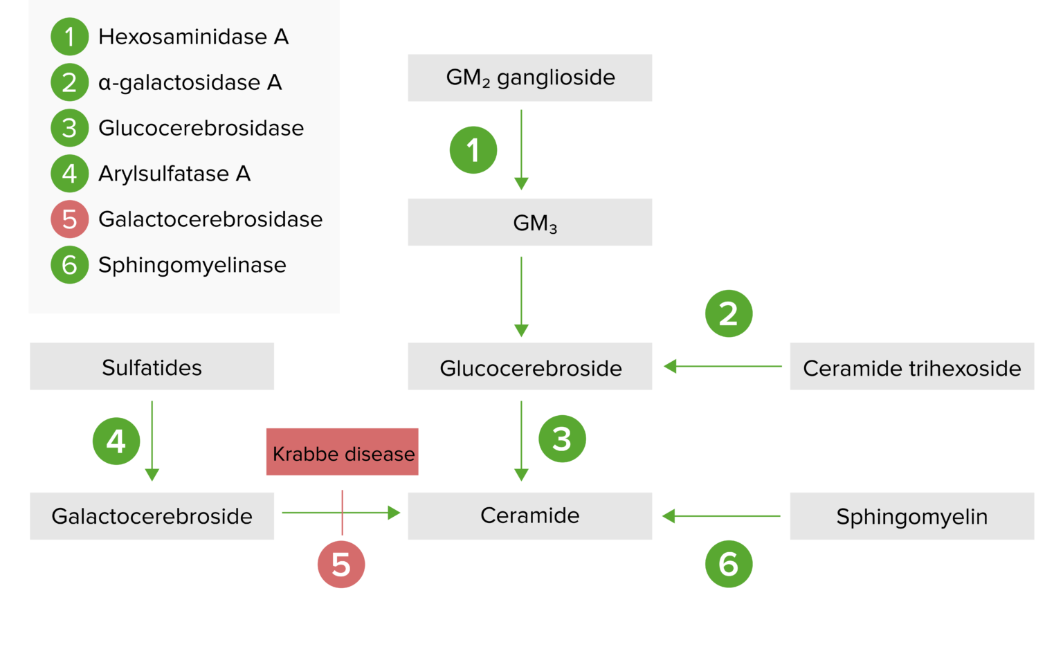 Krabbe Disease | Concise Medical Knowledge