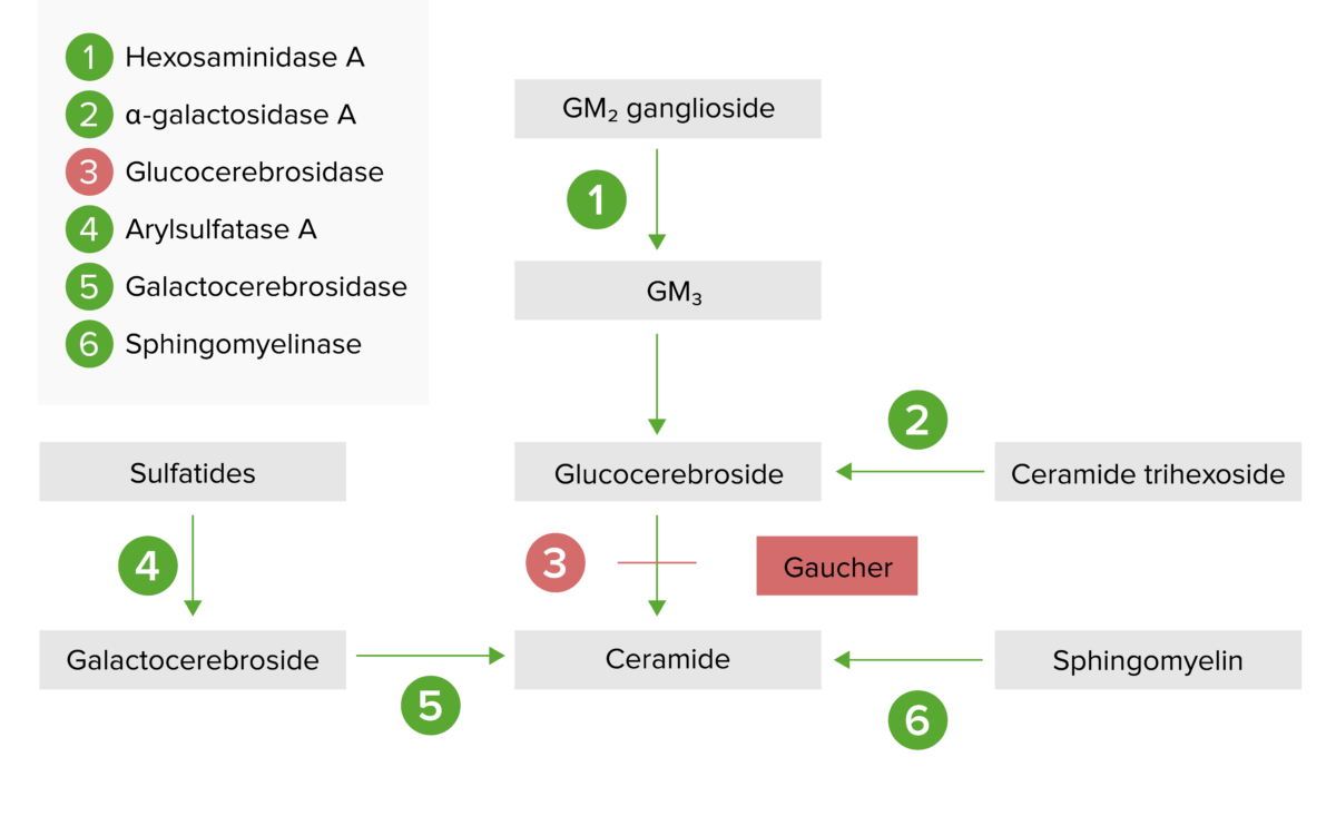 Vía de almacenamiento lisosomal para la deficiencia de glucocerebrosidasa.