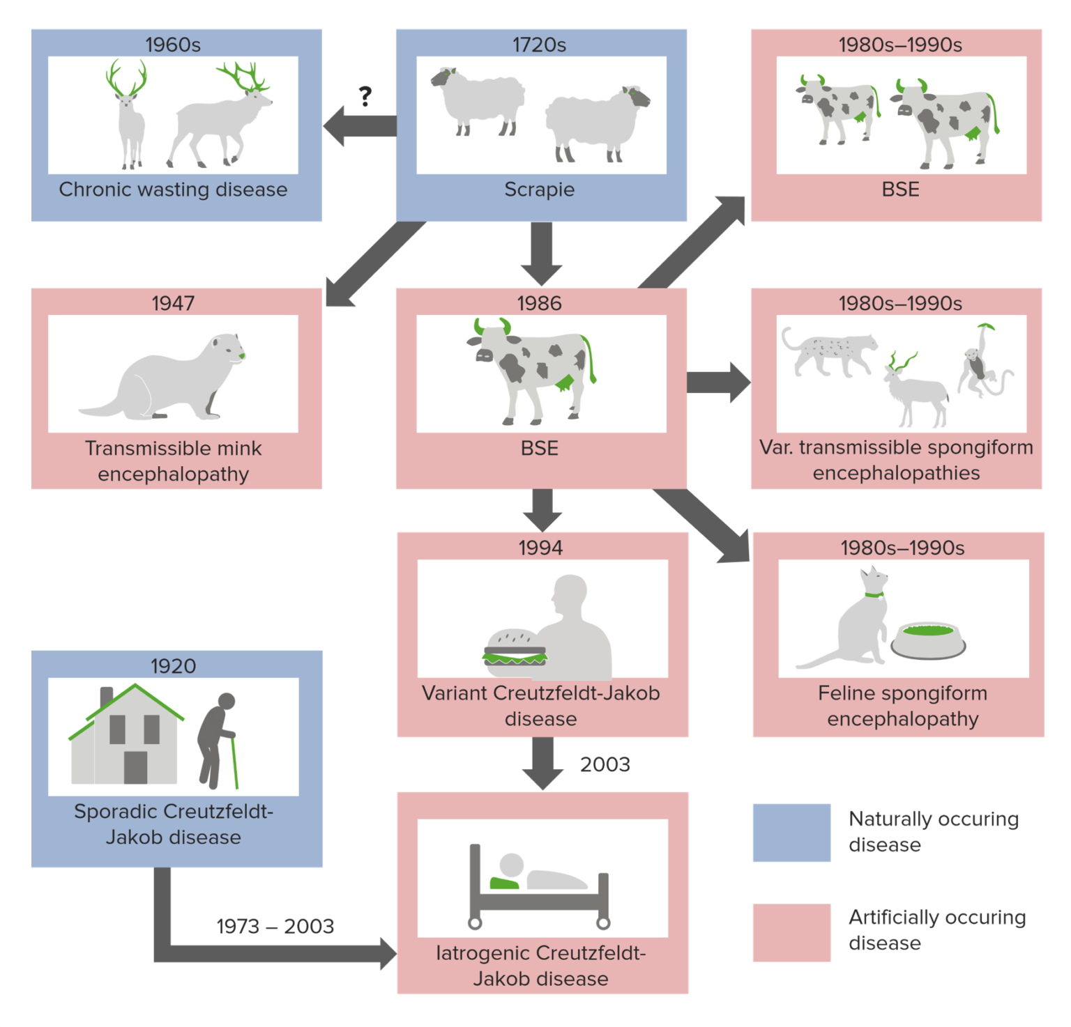 Transmissible Spongiform Encephalopathies | Concise Medical Knowledge