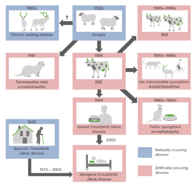 Mad cow disease transmission