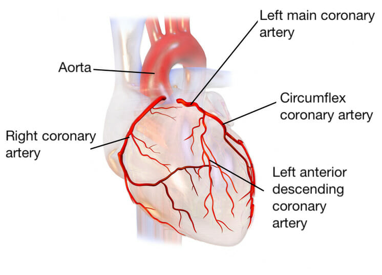 Main coronary arteries labeled