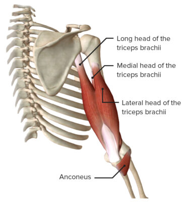 Elbow Joint: Anatomy [+video] - Lecturio Medical