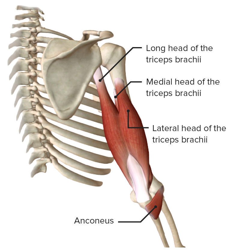 Main extensor muscle of the elbow, the triceps brachii