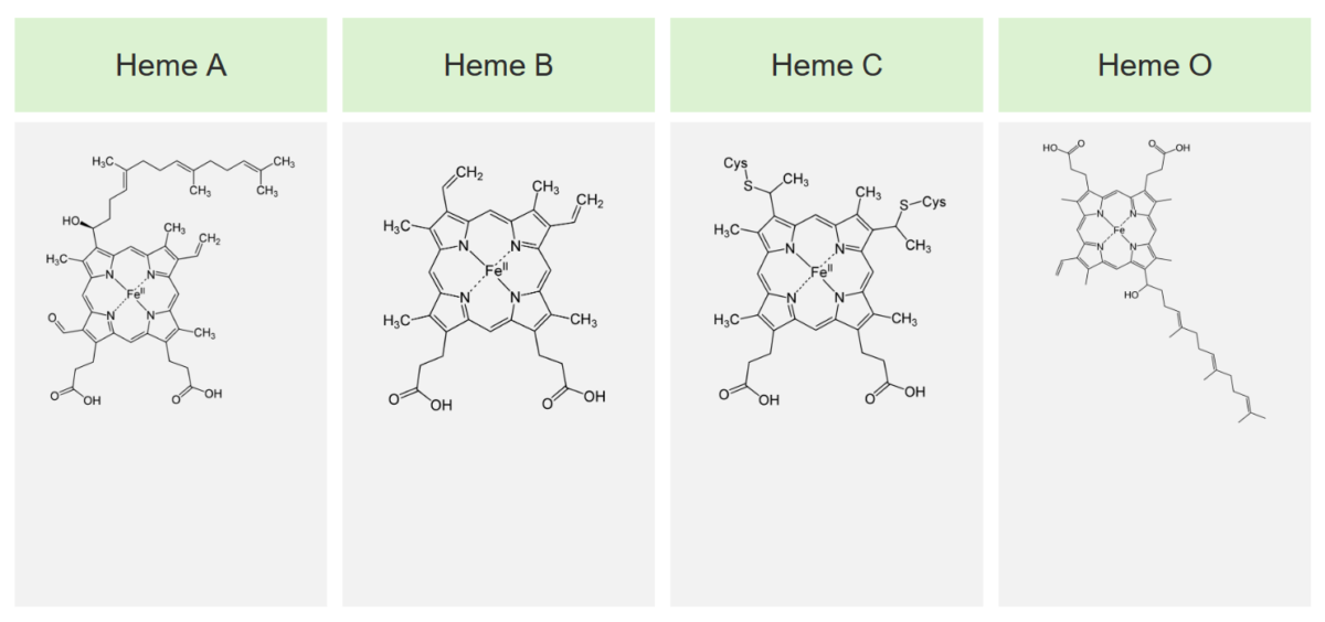 Main types of heme