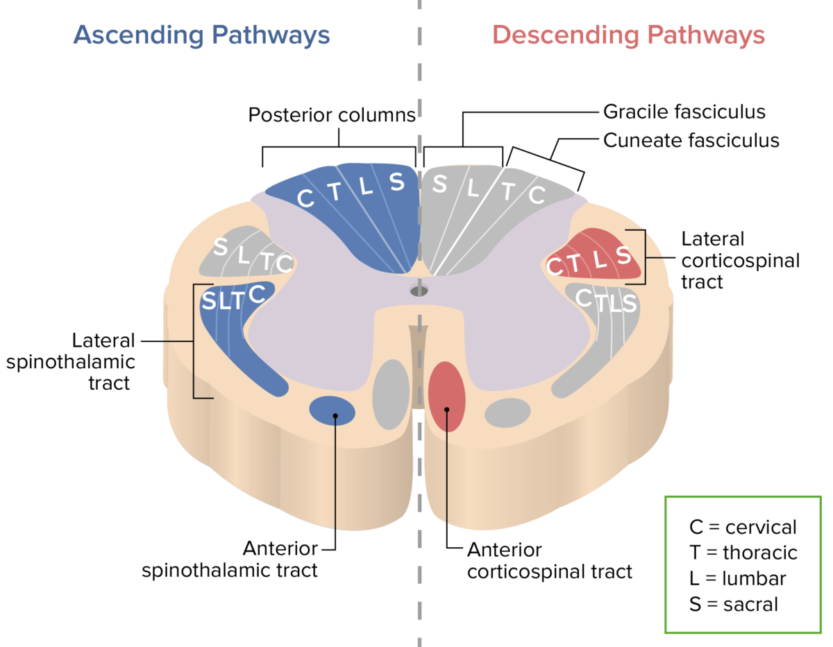 Major ascending and descending tracts of the spinal cord