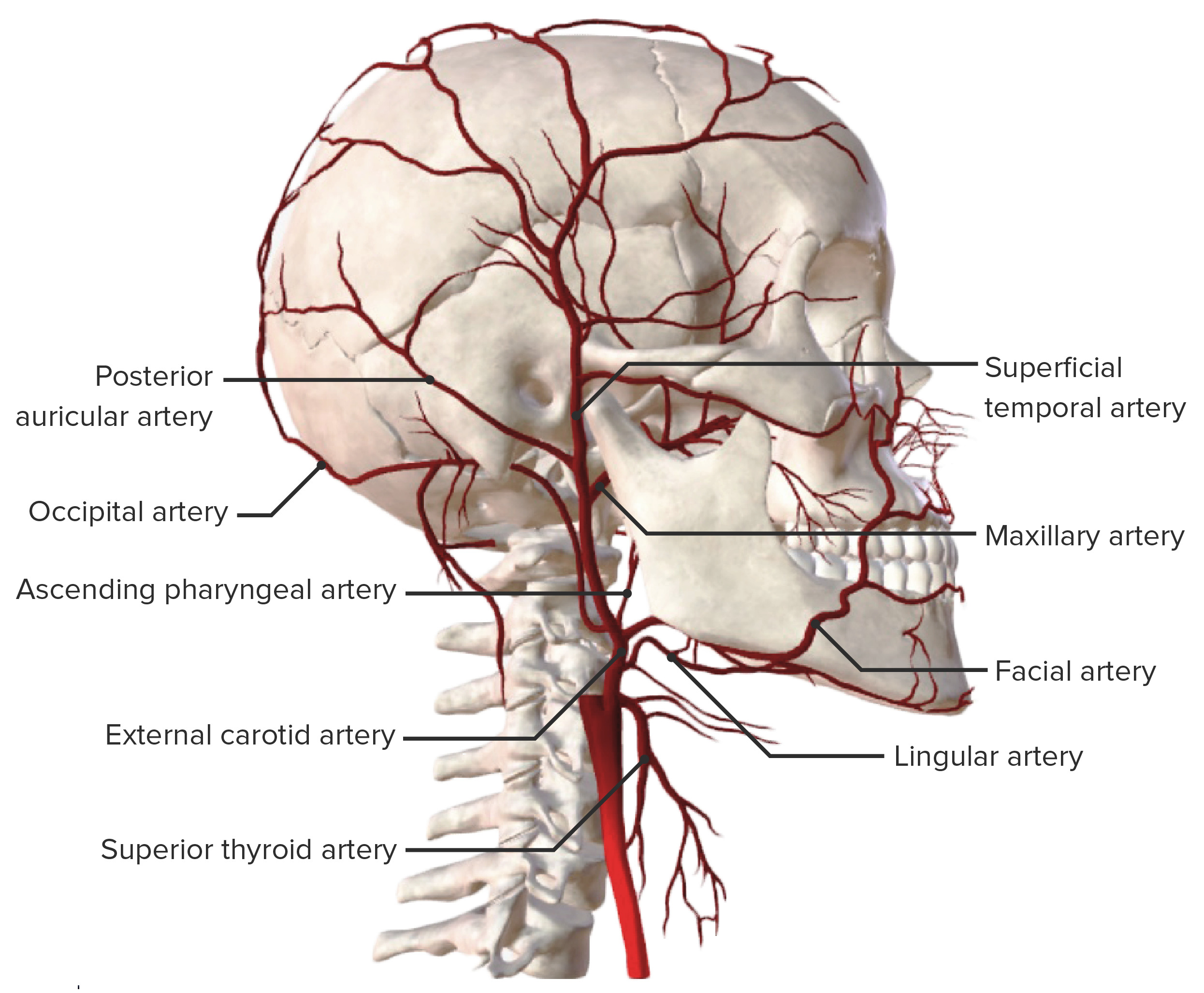 Major branches of the external carotid artery