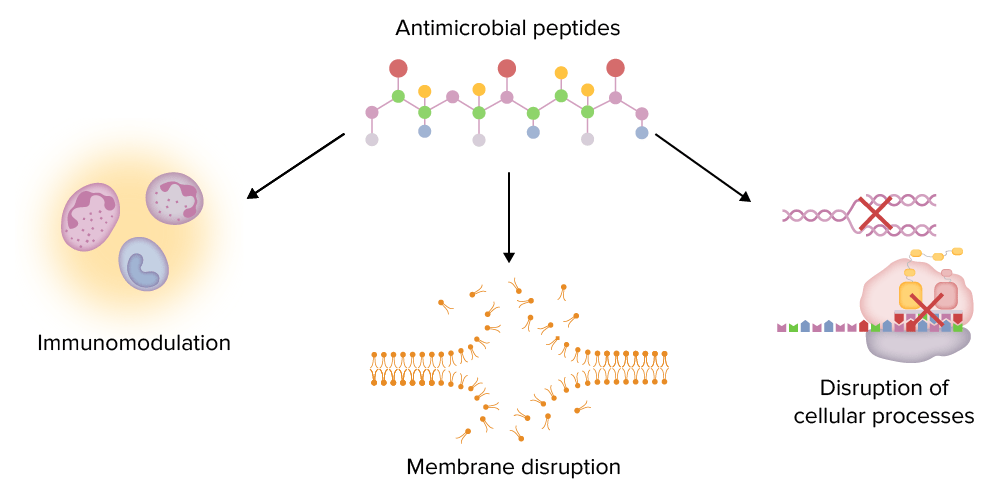 Major functions of antimicrobial peptides (amps)