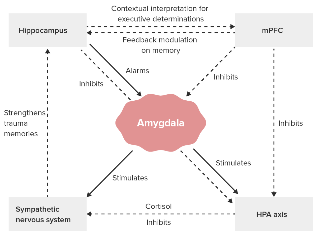 Major neurobiological processes in ptsd