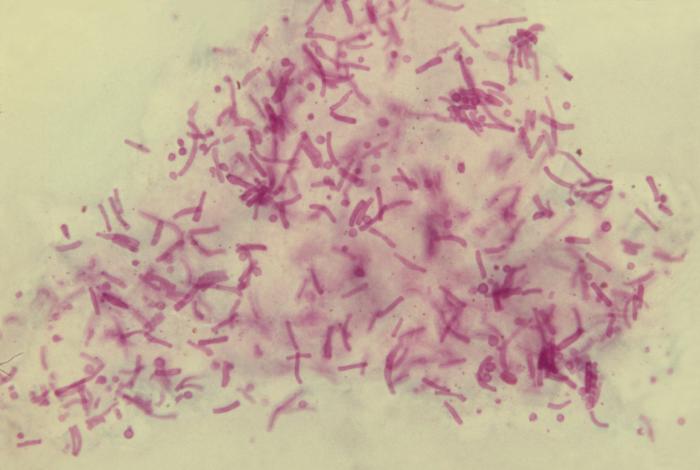Organismos fúngicos de malassezia furfur