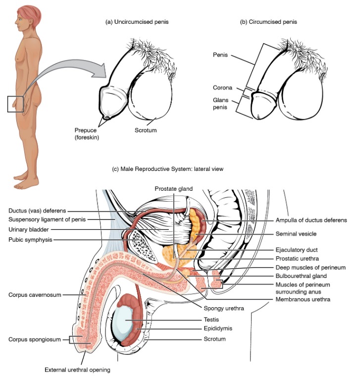 Erectile Dysfunction Concise Medical Knowledge