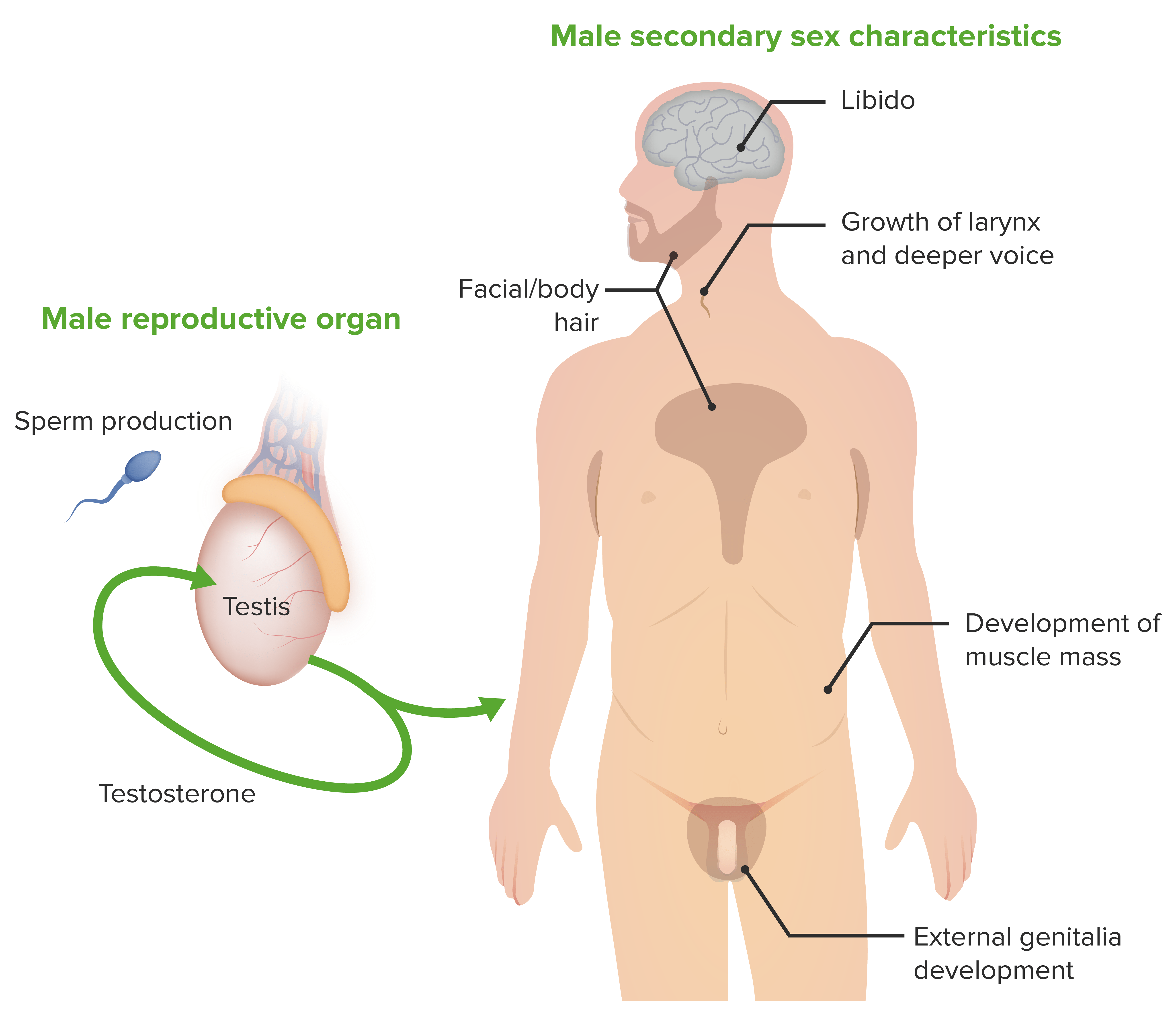 Male secondary sex characteristics