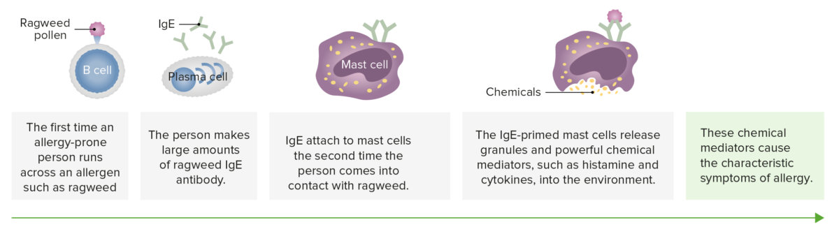 Mast cells in allergy