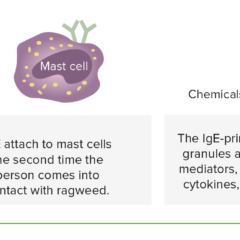 Mast cells in allergy
