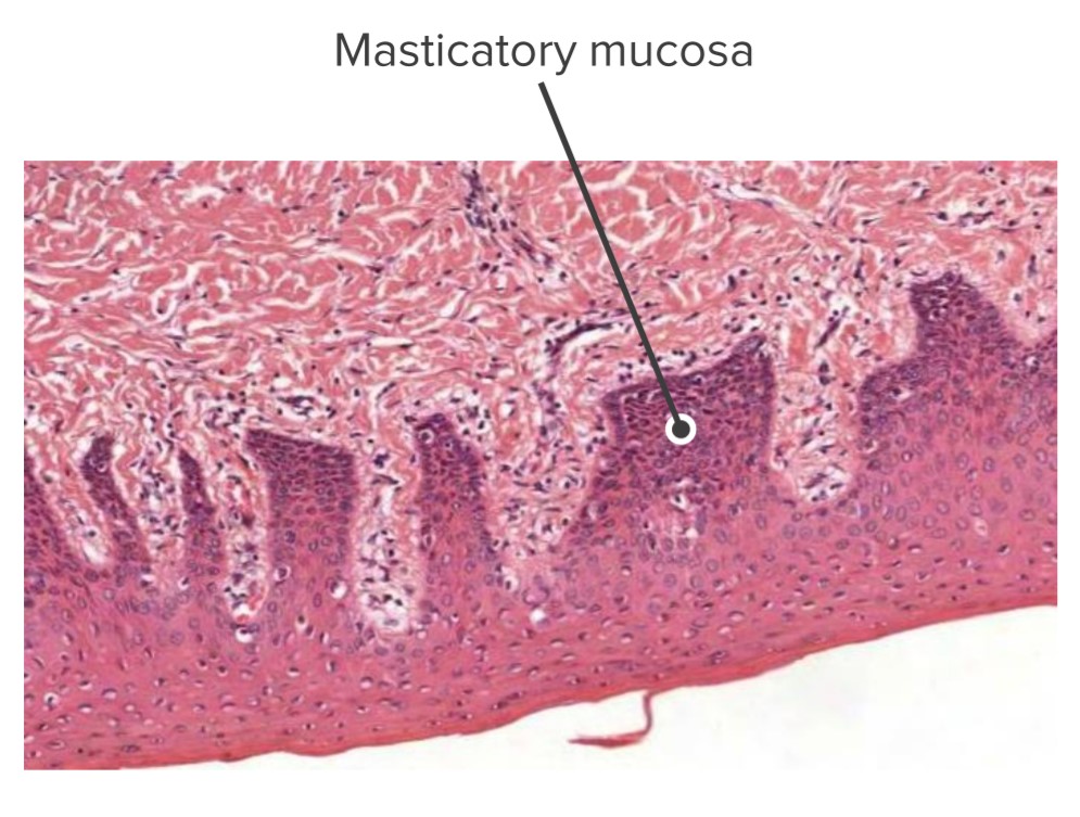 Masticatory mucosa of the palate