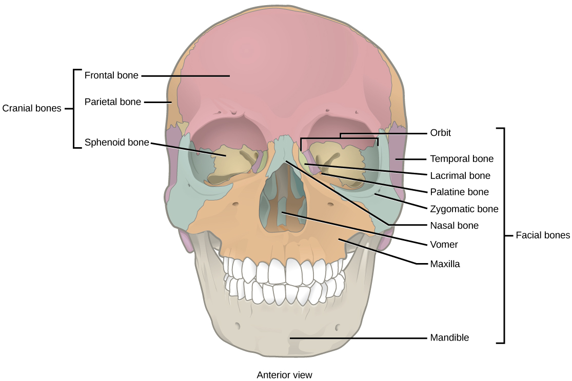 Mandíbula e Articulação Temporomandibular