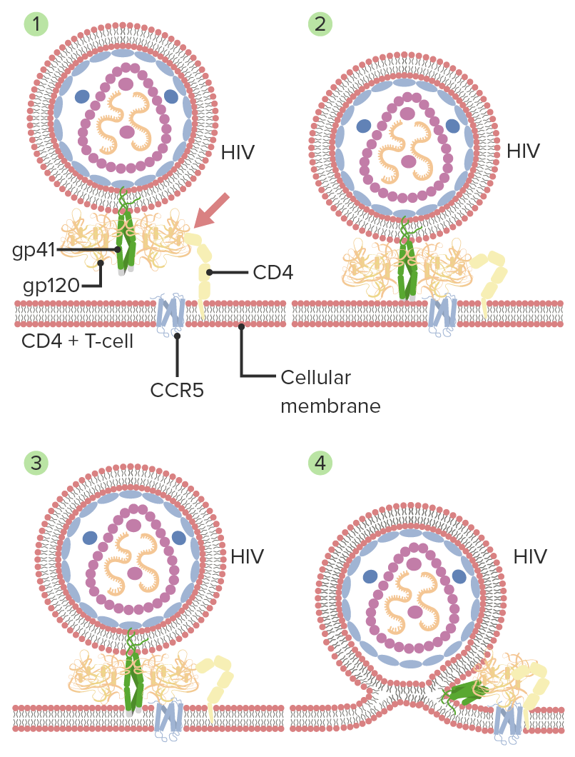 Hiv transmission trough oral sex - Real Naked Girls