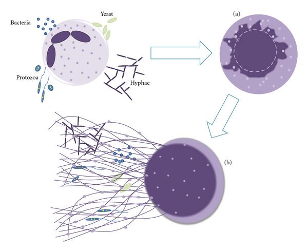 Mechanism of neutrophil extracellular traps (nets)