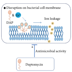 Mechanism of action daptomycin