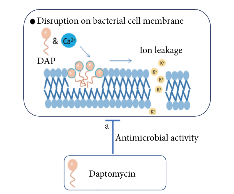 Mecanismo de ação da daptomicina