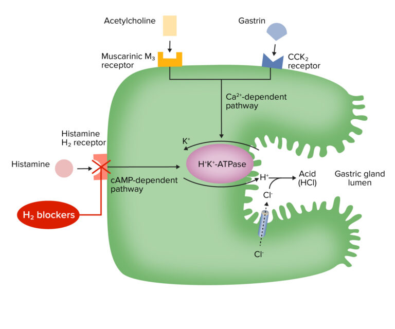 Gastric Acid Drugs | Concise Medical Knowledge