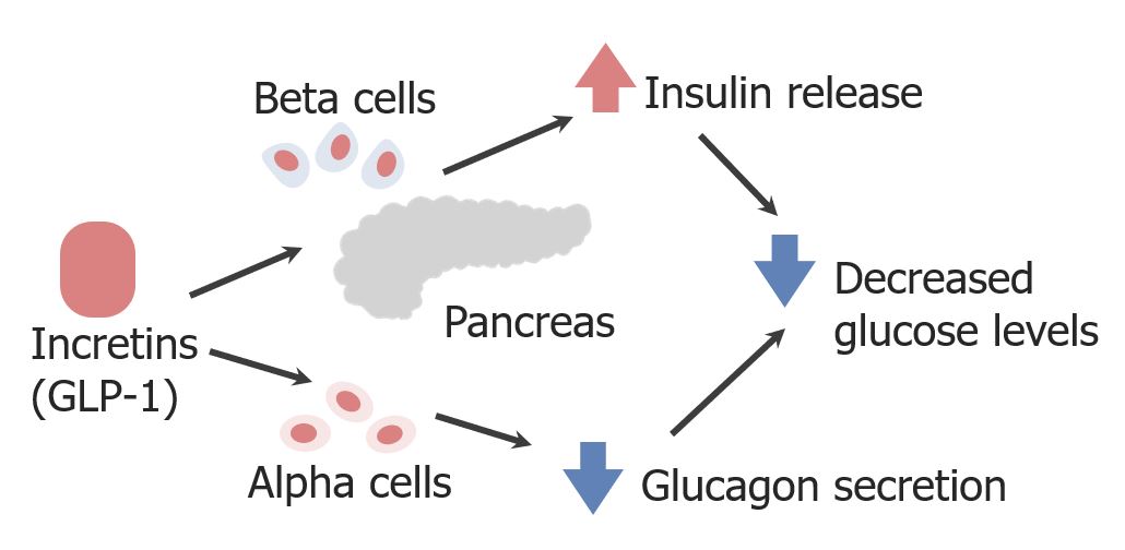 Mecanismo de ação do peptídeo-1 semelhante ao glucagon (glp-1) e miméticos