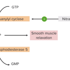 Mechanism of action for nitrates