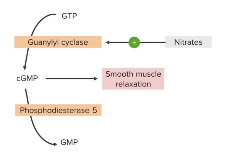 Nitrates | Concise Medical Knowledge