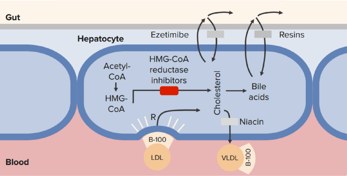 Mechanism of action of statins