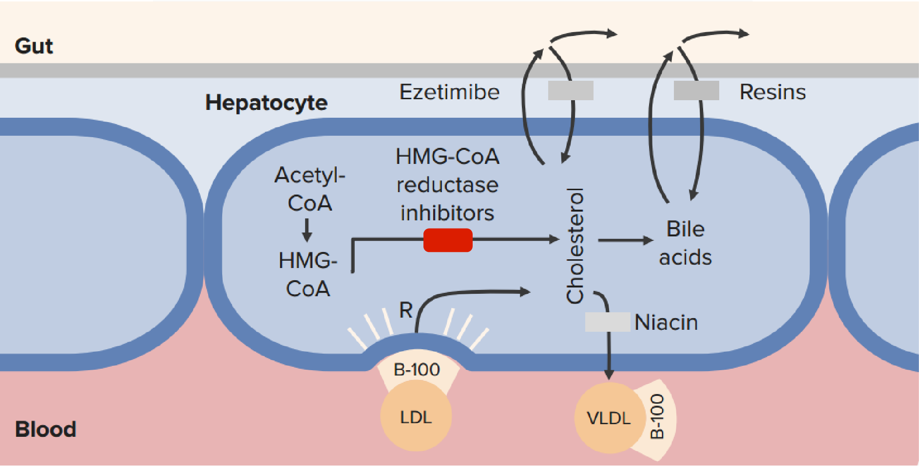 How does simvastatin work, About simvastatin