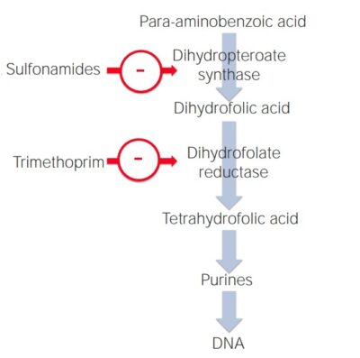 Sulfonamides And Trimethoprim | Concise Medical Knowledge