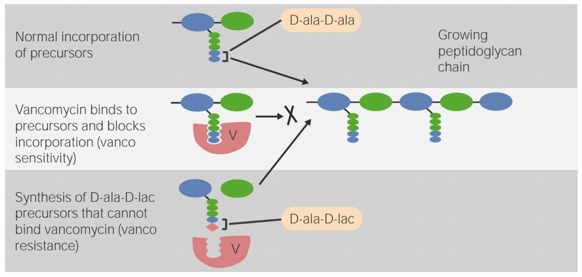 Mechanism of action vancomycin