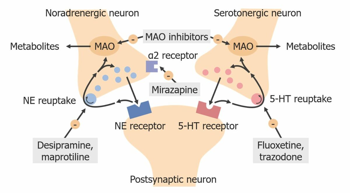 Mecanismos antidepressivos